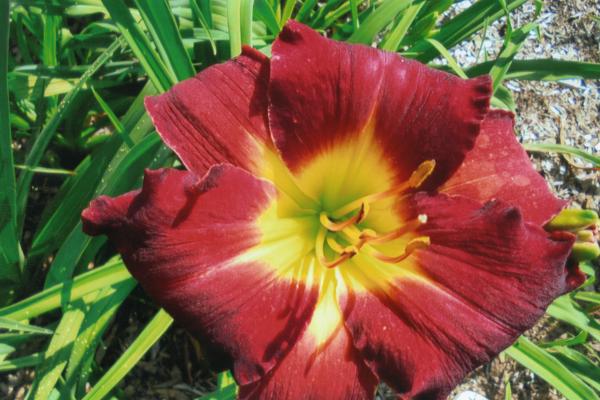 Red Corsage
